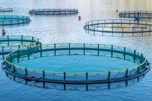 Example aquaculture fish pens